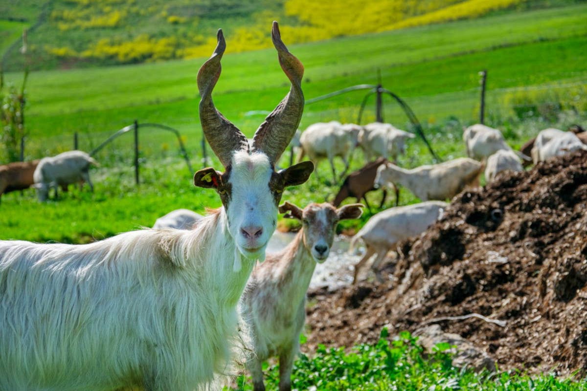 Capralat, dove l'amore per le capre diventa formaggio d'eccellenza