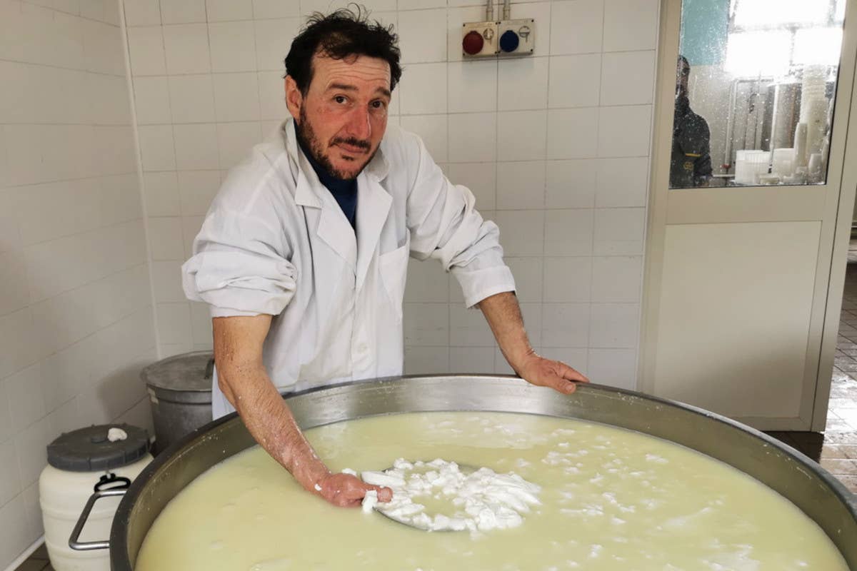 Capralat, dove l'amore per le capre diventa formaggio d'eccellenza