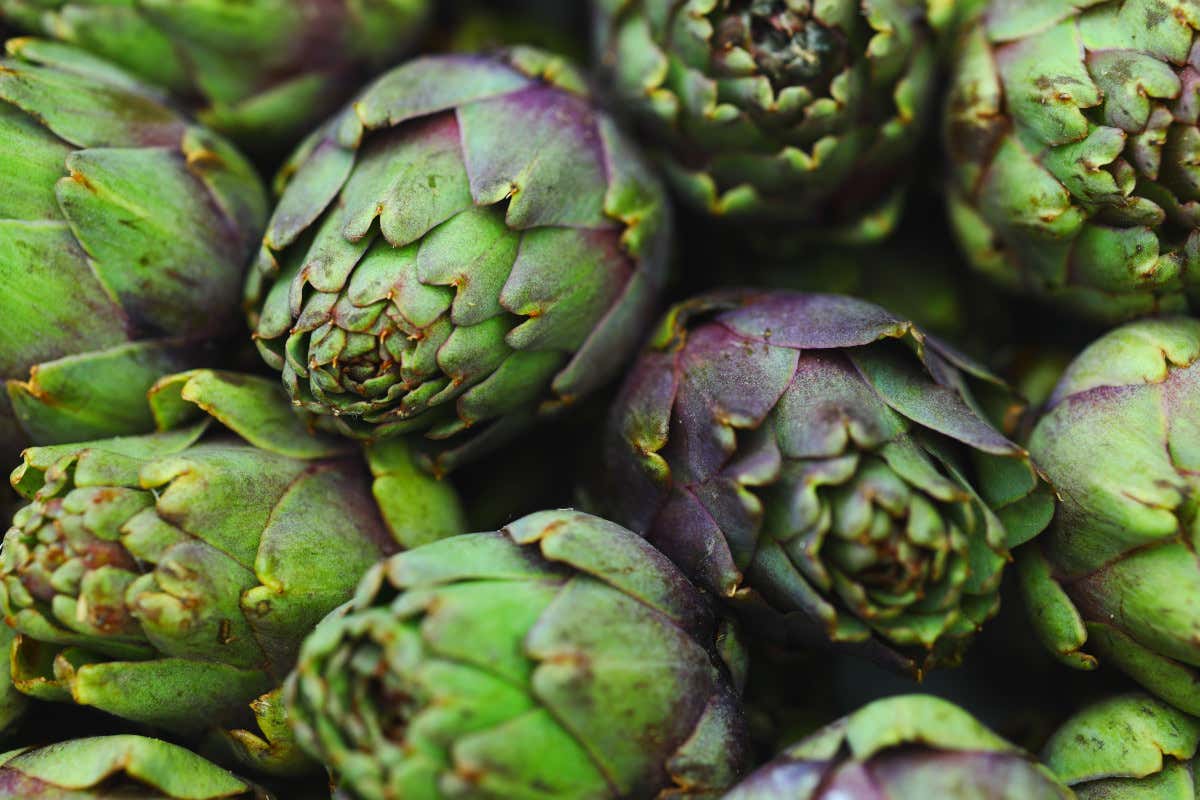 Carciofi: storia, proprietà e la verità dietro il mito di “depuratori” Carciofi: storia, proprietà e la verità dietro il mito di “depuratori”
