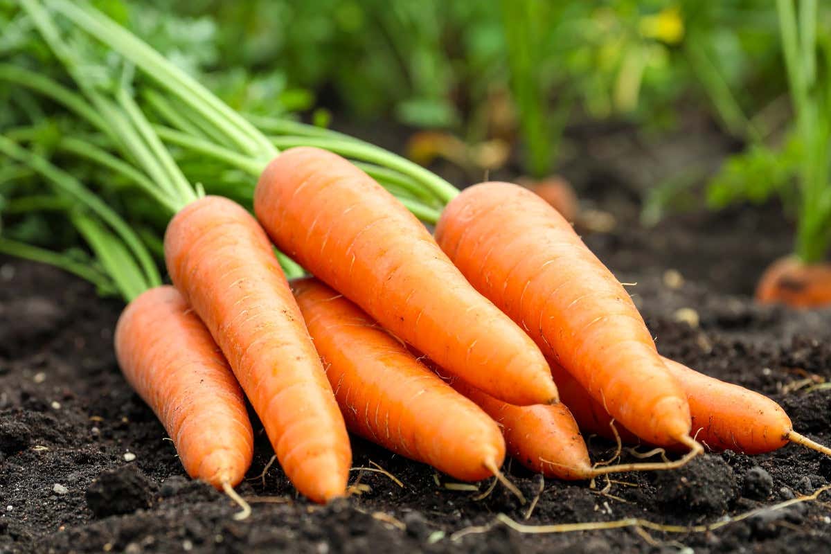 Betacarotene: le proprietà, i benefici e dove trovarlo a tavola Betacarotene: le proprietà, i benefici e dove trovarlo a tavola