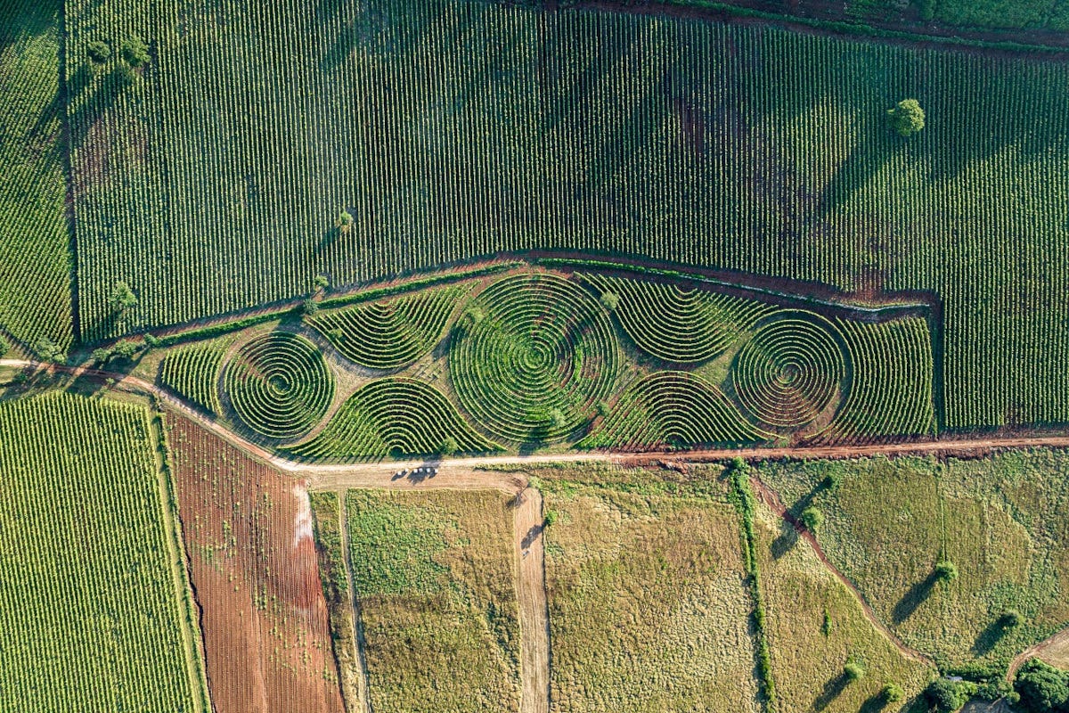 Limito: nel più grande vigneto labirinto la riscoperta del vino degli antichi romani