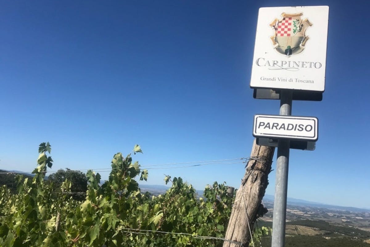 Carpineto, Brunello di Montalcino Riserva 2018: eccellenza dalle vigne più alte