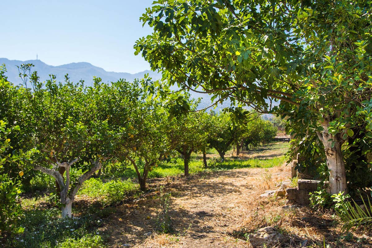 Casa Limonio: tradizione di famiglia nella produzione di liquori siciliani