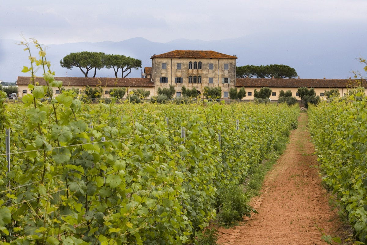 Casale del Giglio, i vigneti Viaggio tra vini e locali romani: un'esperienza di gusto e territorio