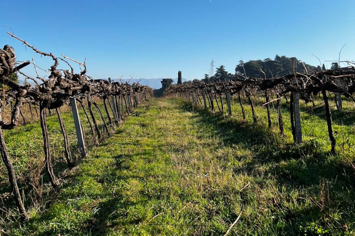 Castelli Romani: alla scoperta della Casata Mergè e dei suoi vini