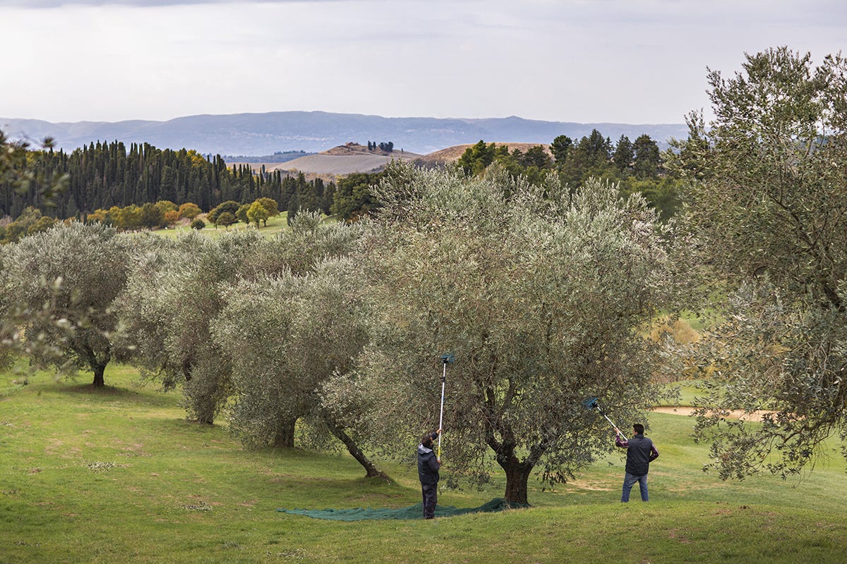 La raccolta delle olive Castelfalfi, vivere l’antico borgo nel cuore della Toscana