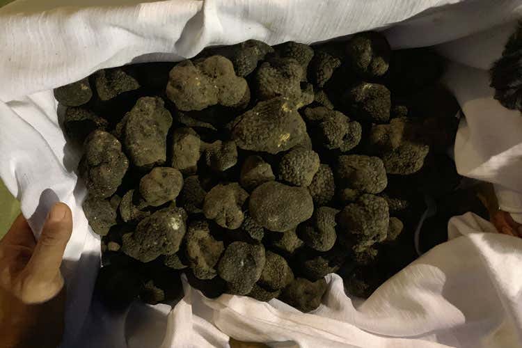 Un cesto di tartufo nero - Con i ristoranti chiusi alle 18 crollano i prezzi del tartufo (-30%)