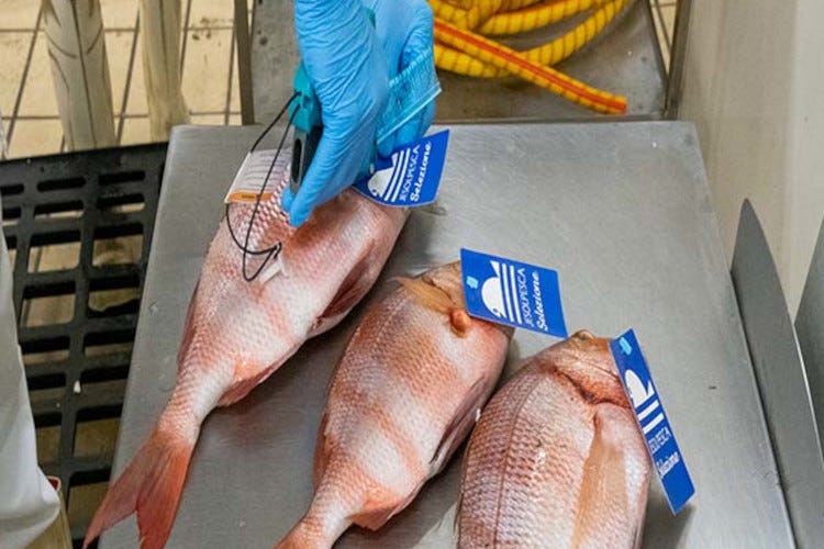 Cattel, il gusto della qualità: arriva il pesce garantito da JesolPesca Selezione