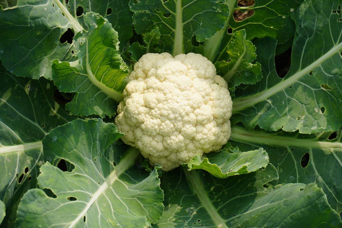 Vitamine, fibre e tanto altro: il cavolfiore è un vero alleato della salute Vitamine, fibre e tanto altro: il cavolfiore è un vero alleato della salute