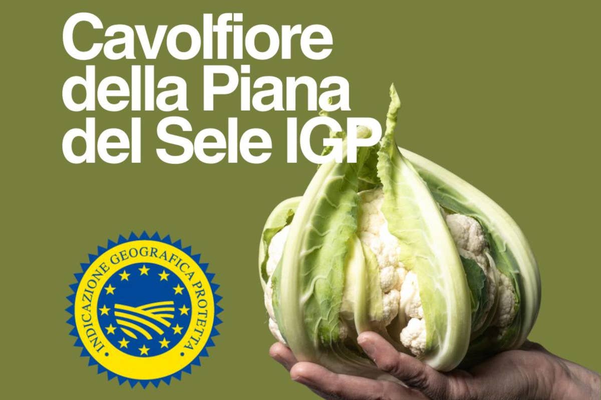 Cavolfiore della Piana del Sele Igp: riconosciuto il Consorzio di tutela