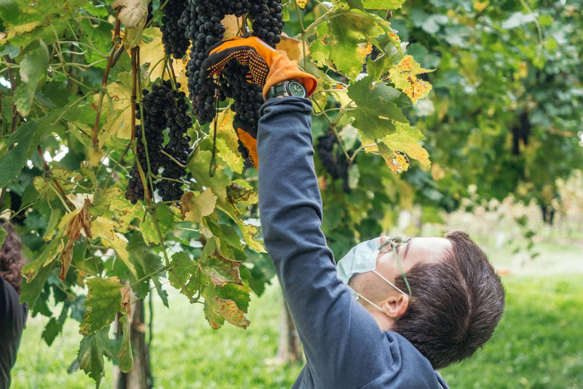 Vendemmia turistica: che cos'è e come è regolamentato il trend dei wine lovers