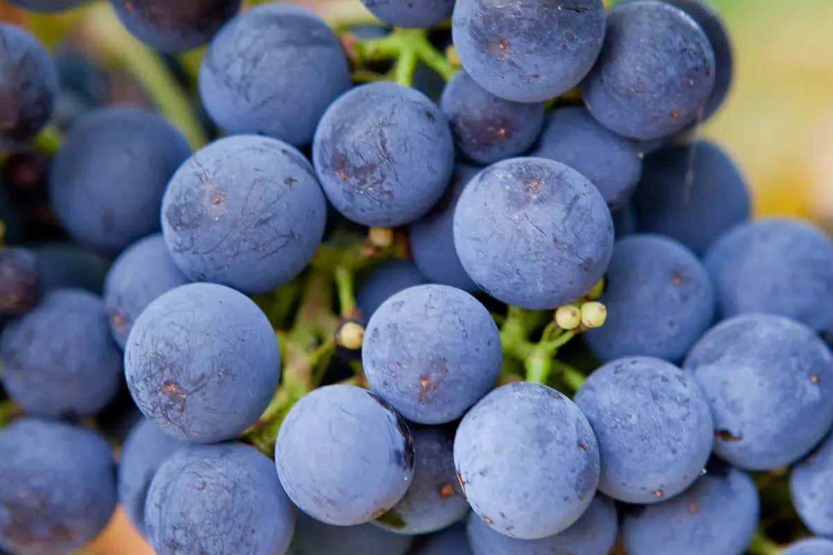 “Chianina & Syrah”: a Cortona, in Toscana, un modello d'eccellenza diffusa