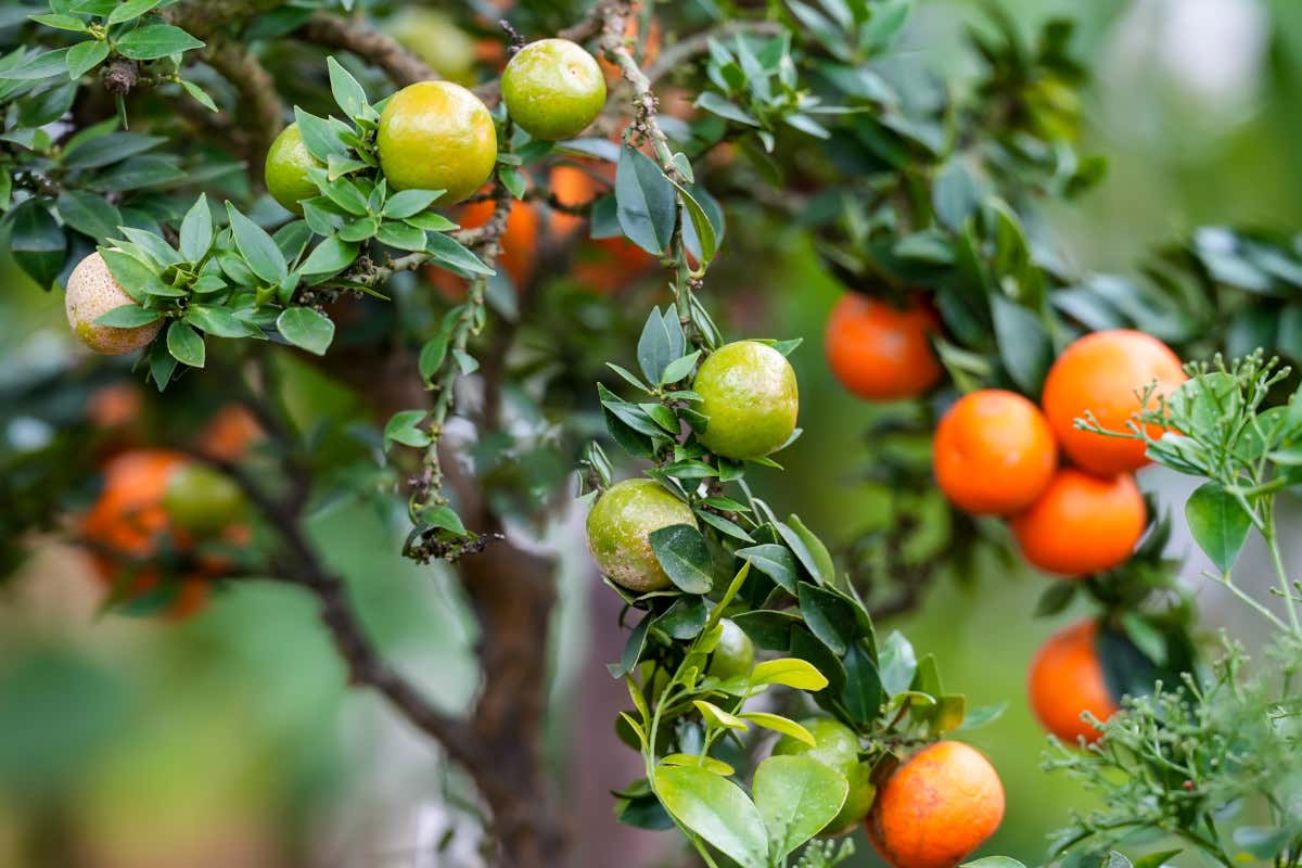 Chinotto, il piccolo agrume che sorprende il palato e rinforza il corpo Chinotto, il piccolo agrume che sorprende il palato e rinforza il corpo