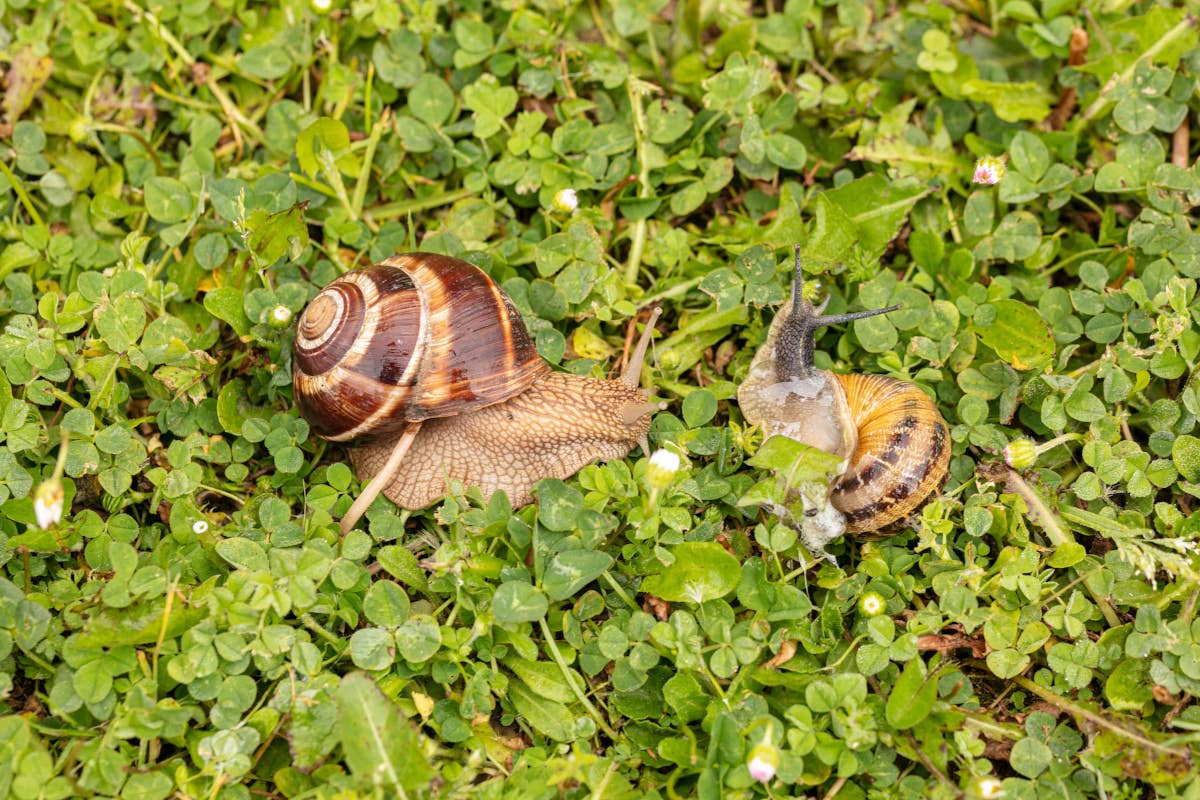 La bava di Chiocciola, tesoro naturale per la salute di animali e della vite