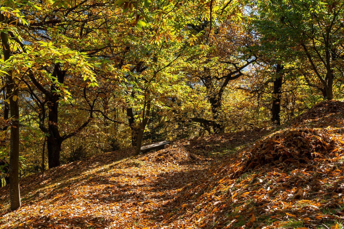 Il Sentiero dei Castagni l'Alto Adige d'autunno, boschi infuocati con le Dolomiti sullo sfondo