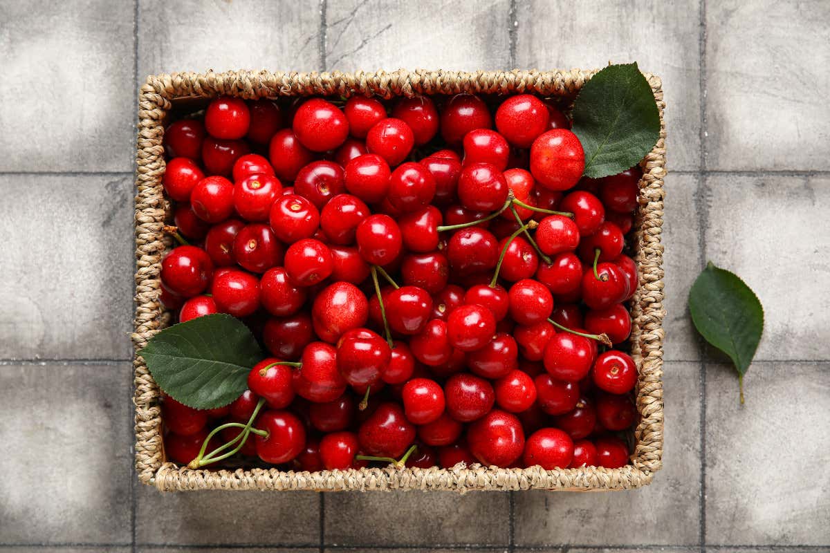 Ciliegie, il frutto che fa bene (davvero): poche calorie, tanti benefici Ciliegie, il frutto che fa bene (davvero): poche calorie, tanti benefici