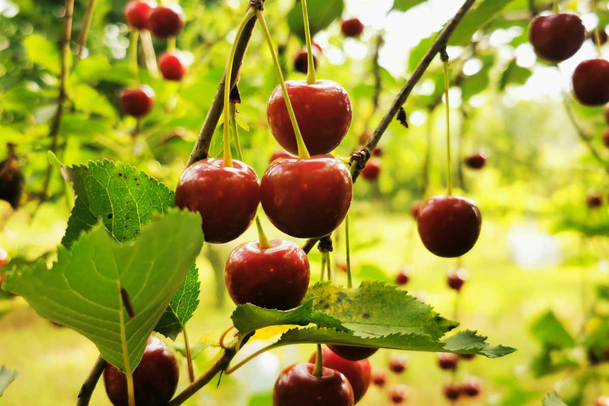 Ciliegie, il frutto che fa bene (davvero): poche calorie, tanti benefici Ciliegie, il frutto che fa bene (davvero): poche calorie, tanti benefici