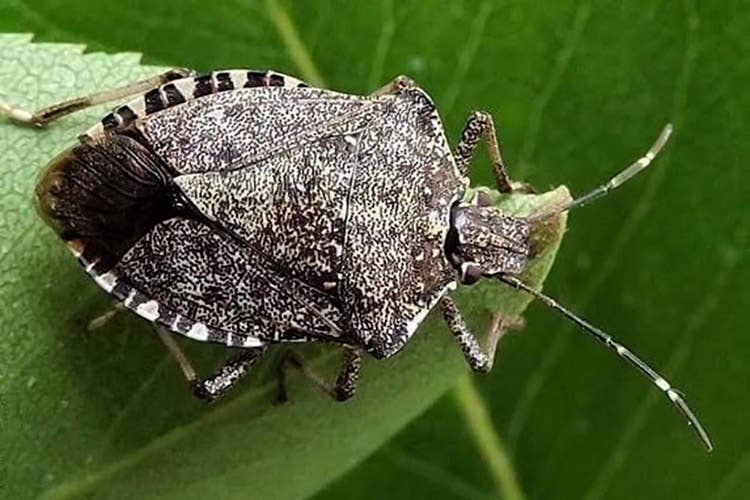 Cimice asiatica (Cimice asiatica, allarme al Nord «Come la Xylella, chiediamo aiuti»)