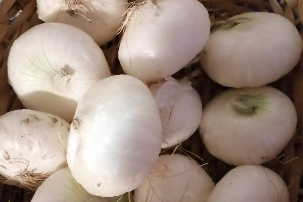 La Cipolla Bianca di Margherita Igp viene prodotta nelle sabbie saline del Mar Adriatico Cipolla bianca di Margherita e Pecorino romano esaltano la tavola pugliese