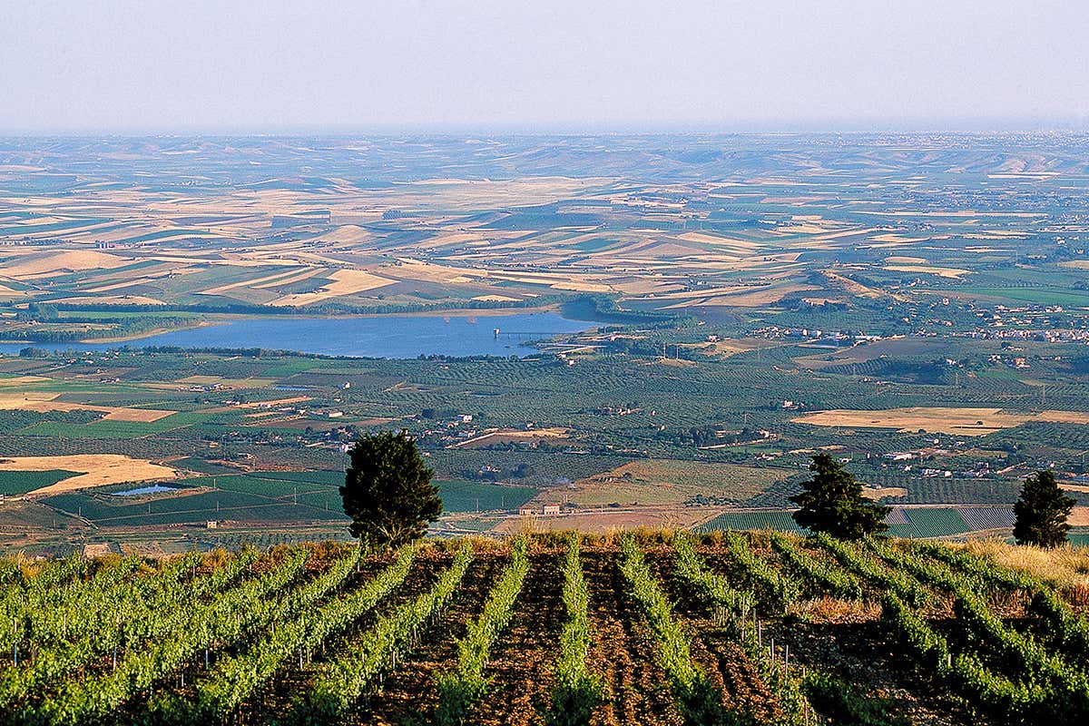 Doc Erice: come Fazio sta cambiando la mappa del vino siciliano Doc Erice: come Fazio sta cambiando la mappa del vino siciliano