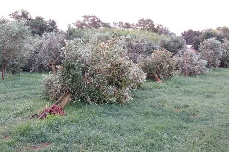 Ulivi sradicati dal vento Maltempo, agricoltura in ginocchio: la conta dei danni da Nord a Sud