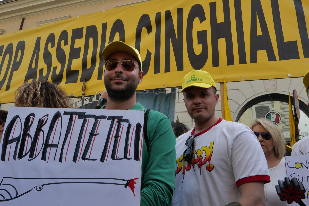 Invasione dei cinghiali: Lombardia in ginocchio, la Coldiretti protesta a Milano