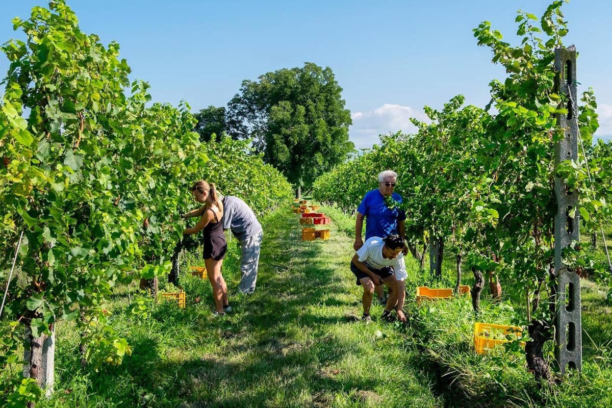 Vendemmia iniziata nei Colli dei Longobardi presto per dire come sarà