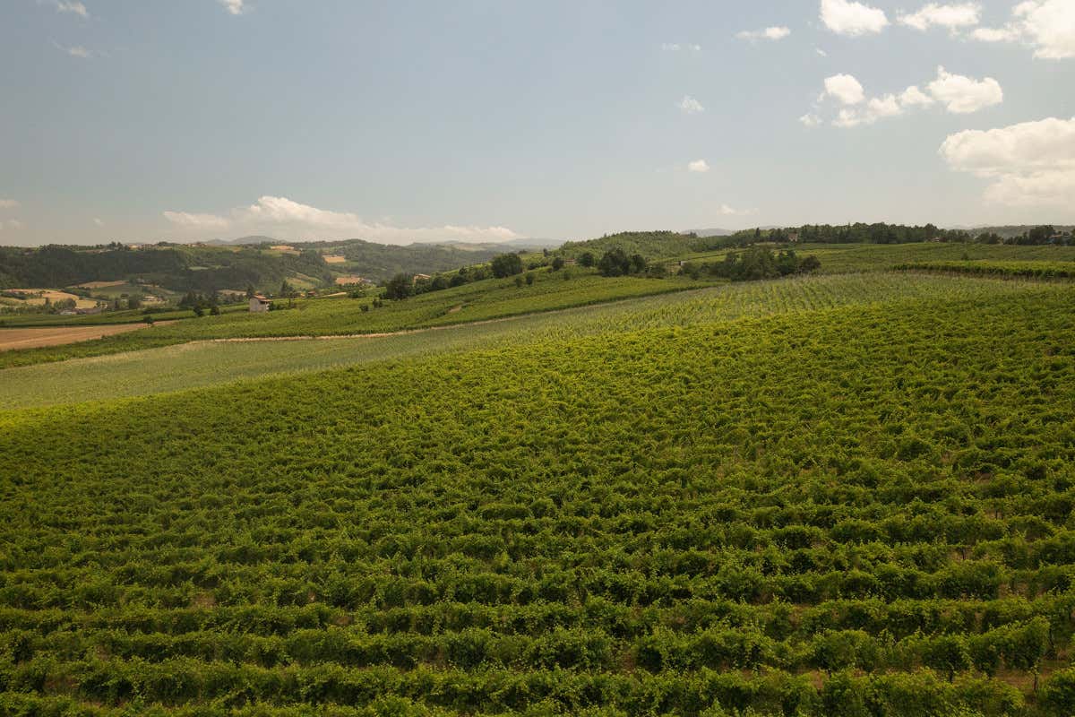 Colli Piacentini: un futuro incerto tra tradizione e innovazione