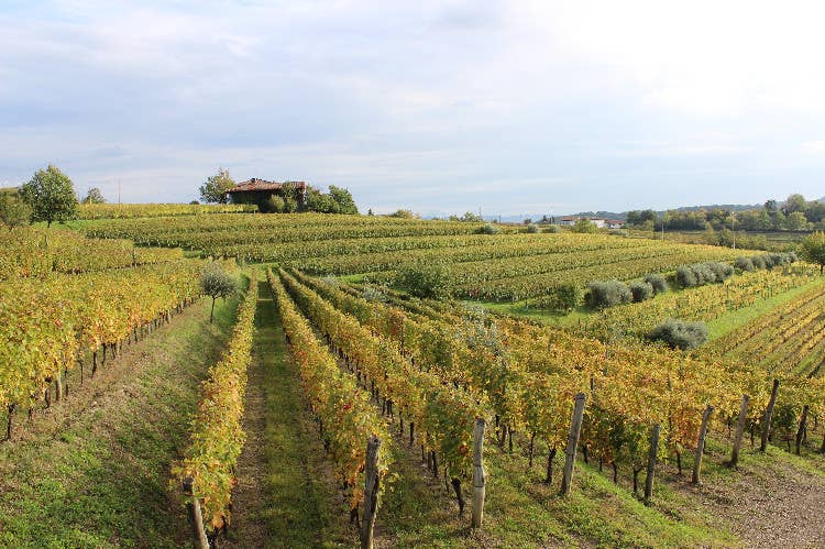 Le colline di Oslavia - I magnifici sette della Ribolla gialla, viaggio nelle cantine di Oslavia