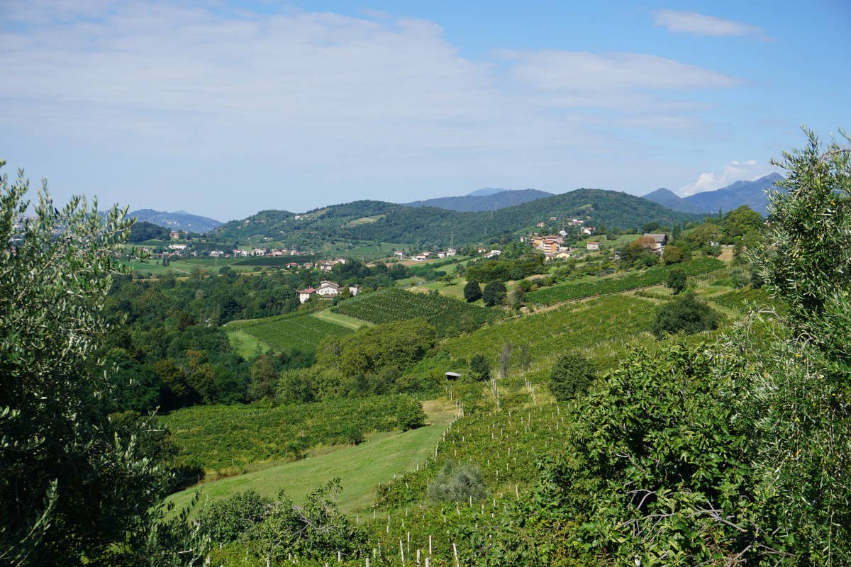 Torna la Festa del Moscato di Scanzo: tutto pronto per la 15ª edizione