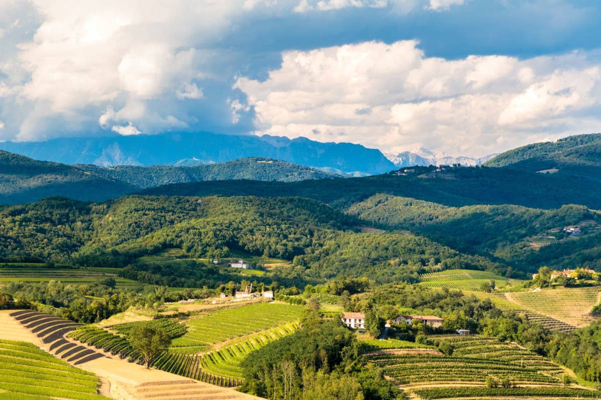 Il Collio: mezzaluna di dolci pendii, crocevia di culture, di vitigni e di famiglie