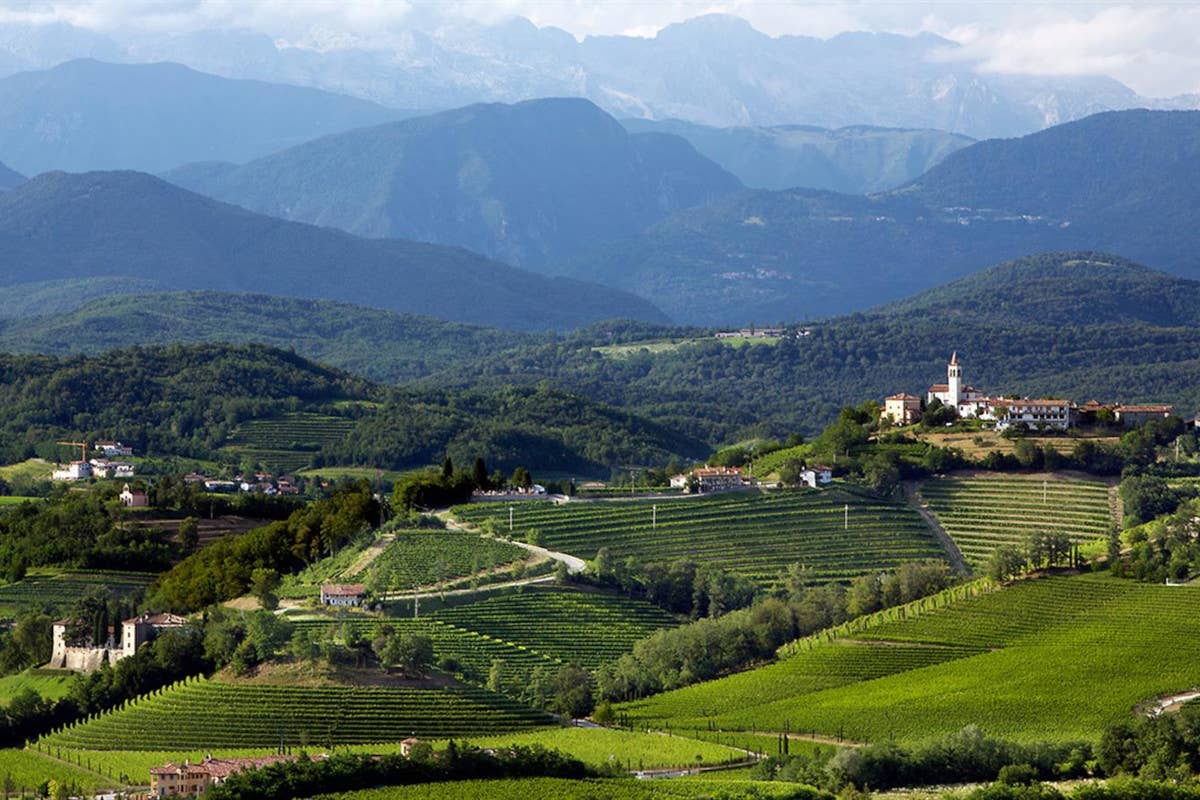 Il Collio: mezzaluna di dolci pendii, crocevia di culture, di vitigni e di famiglie