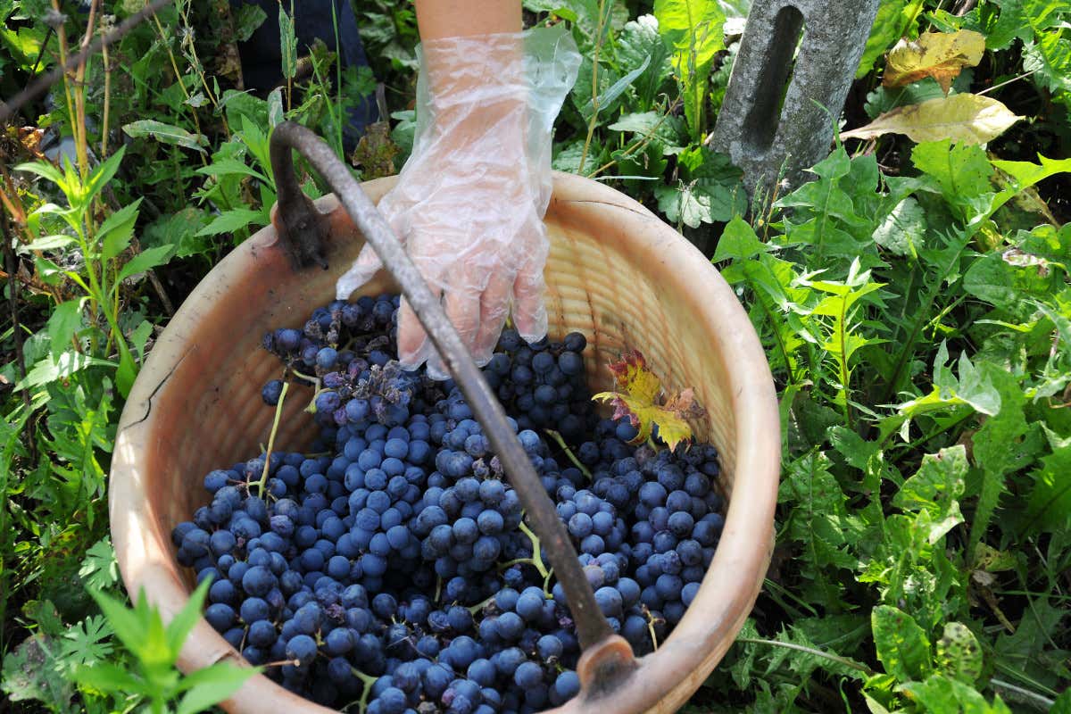 Terre d’Oltrepò, adesioni a Collis sotto le attese. Beduschi: «È l’ultima possibilità»