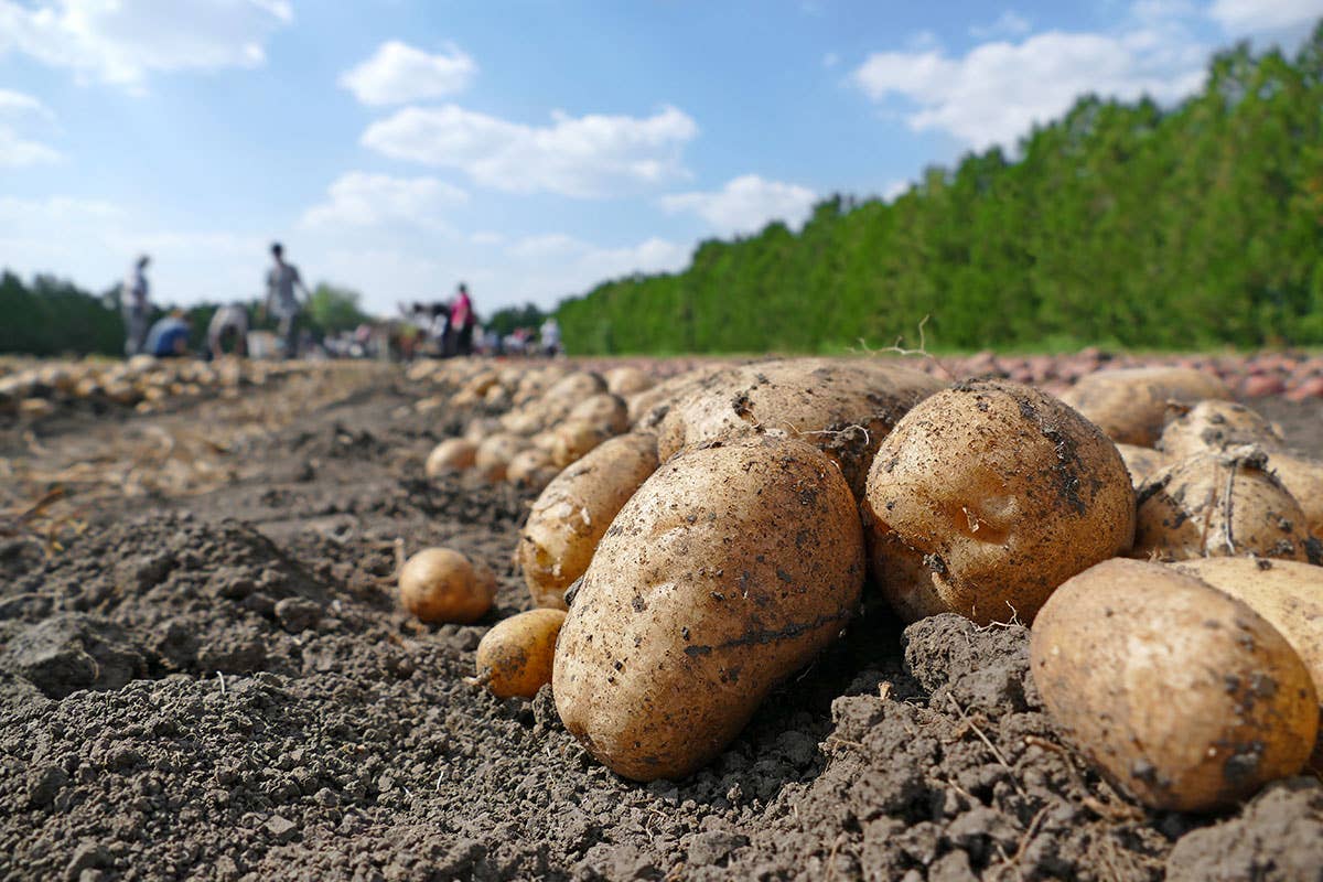 Frutta e verdura, cambio di stagione. Prezzi su per primizie e biologico -  Italia a Tavola