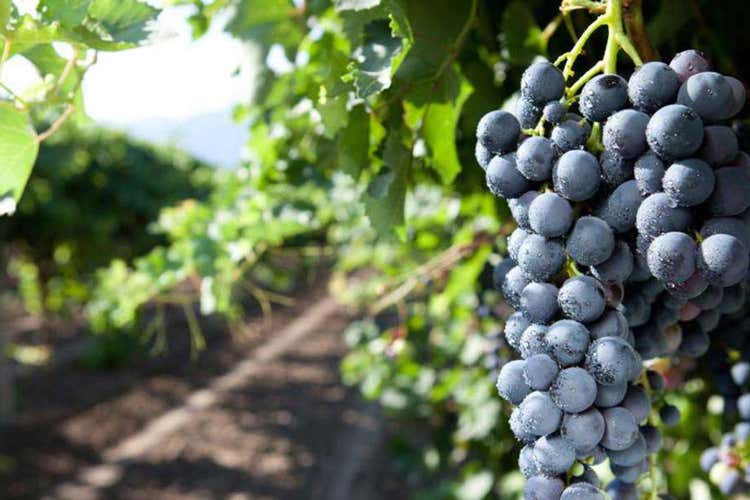 (Consorzio Vini Doc Sicilia Nel 2018 prodotte 80 milioni di bottiglie) (Consorzio Vini Doc Sicilia Nel 2018 prodotte 80 milioni di bottiglie)