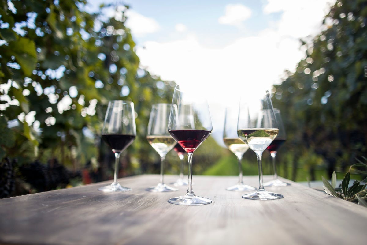 Calici coi Vini dell'Alto Adige (foto di Florian Andergassen) Vini dell'Alto Adige: dalla vendemmia 2021 bianchi fruttati e rossi robusti