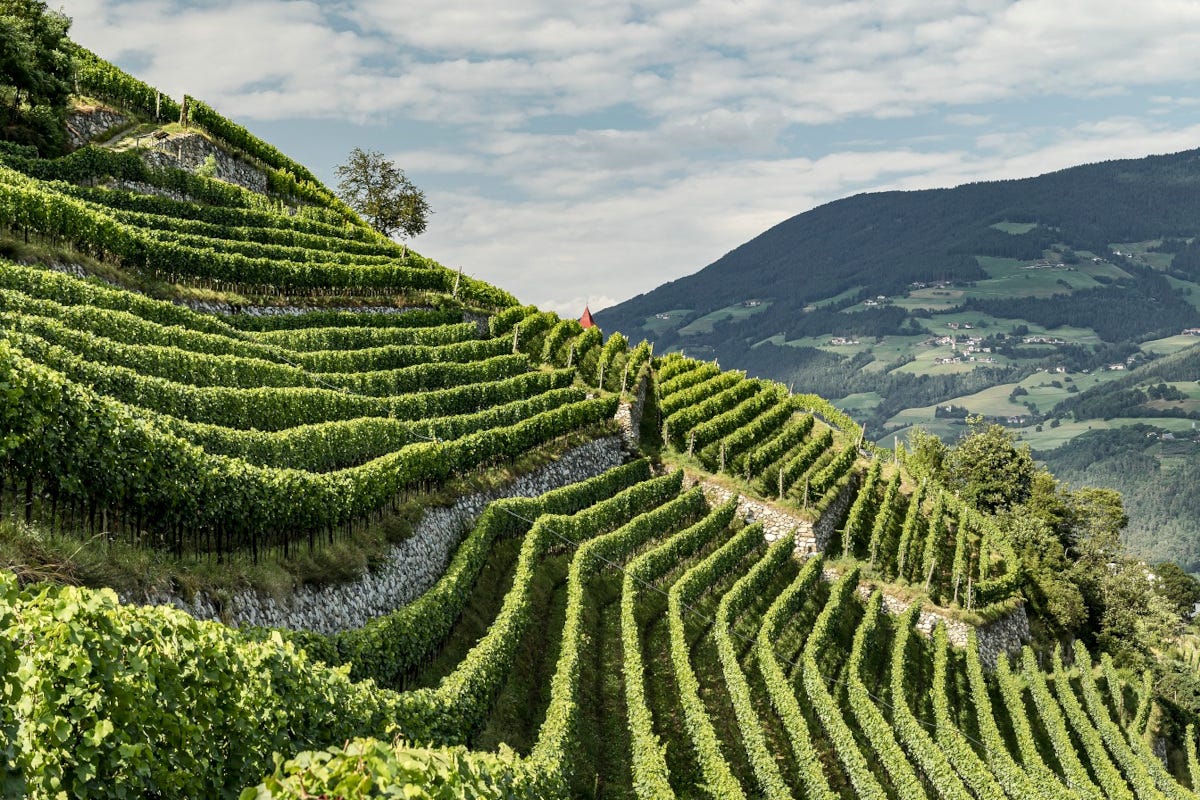 I vitigni dei Vini dell'Alto Adige (foto di Tiberio Sorvillo) Vini dell'Alto Adige: dalla vendemmia 2021 bianchi fruttati e rossi robusti