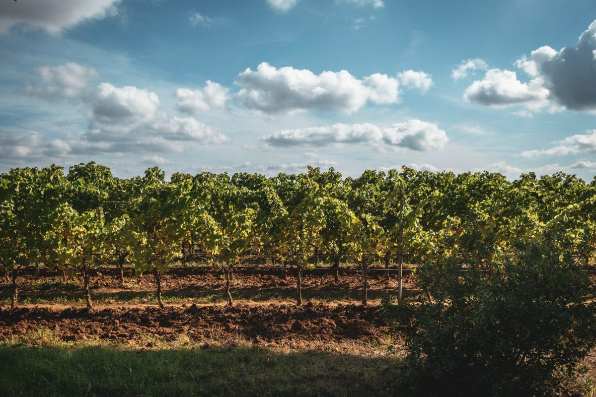 Concours Mondial de Bruxelles e Alguer Wine Week: vino protagonista in Sardegna
