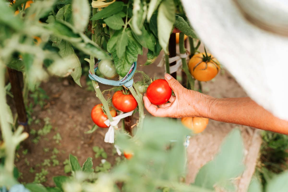 Caro prezzi e cambiamenti climatici: il lavoro in agricoltura cala del 65%