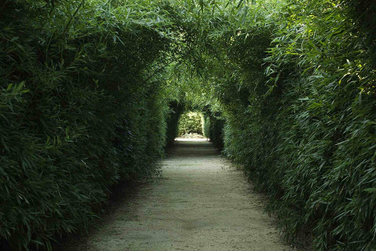 Corridoio all'interno del labirinto di bambù. La specie usata è il Phyllostachys bissetii. Foto: Marco Campanini Il labirinto più grande al mondo? Nel Parmense dove si può mangiare e dormire