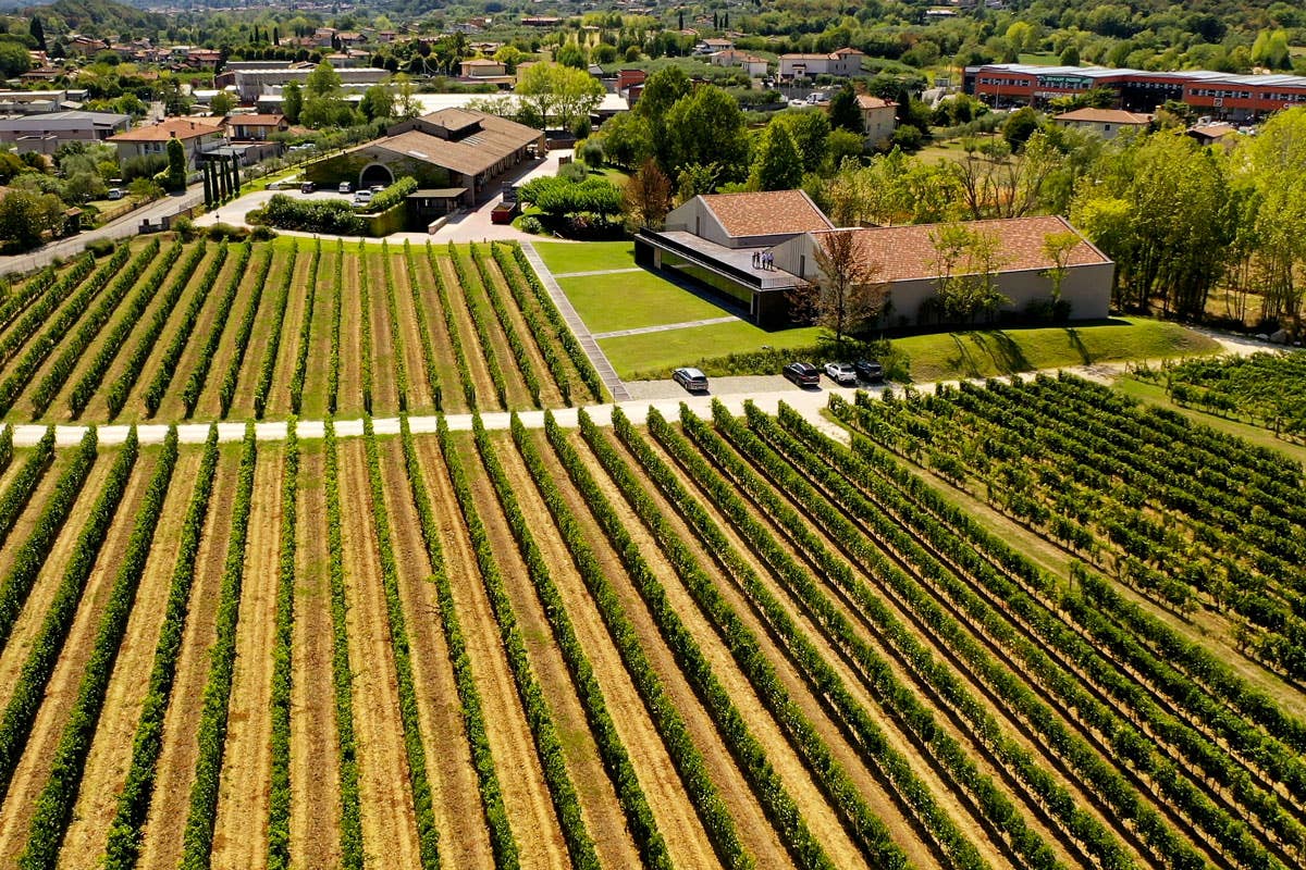 Vini Costaripa, una storia di passione e qualità nel cuore del Garda