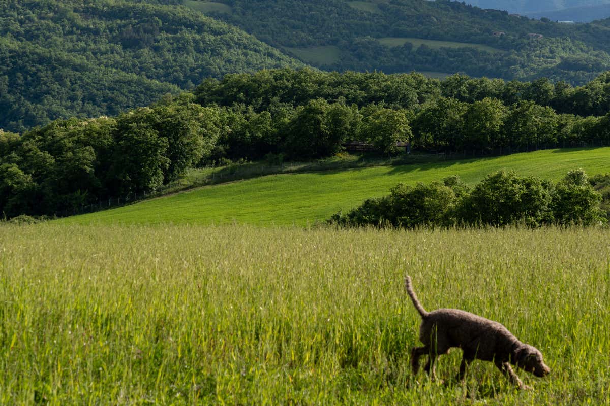 Safari e sapori umbri: un’avventura tra boschi e tavole gourmet Safari e sapori umbri: un’avventura tra boschi e tavole gourmet