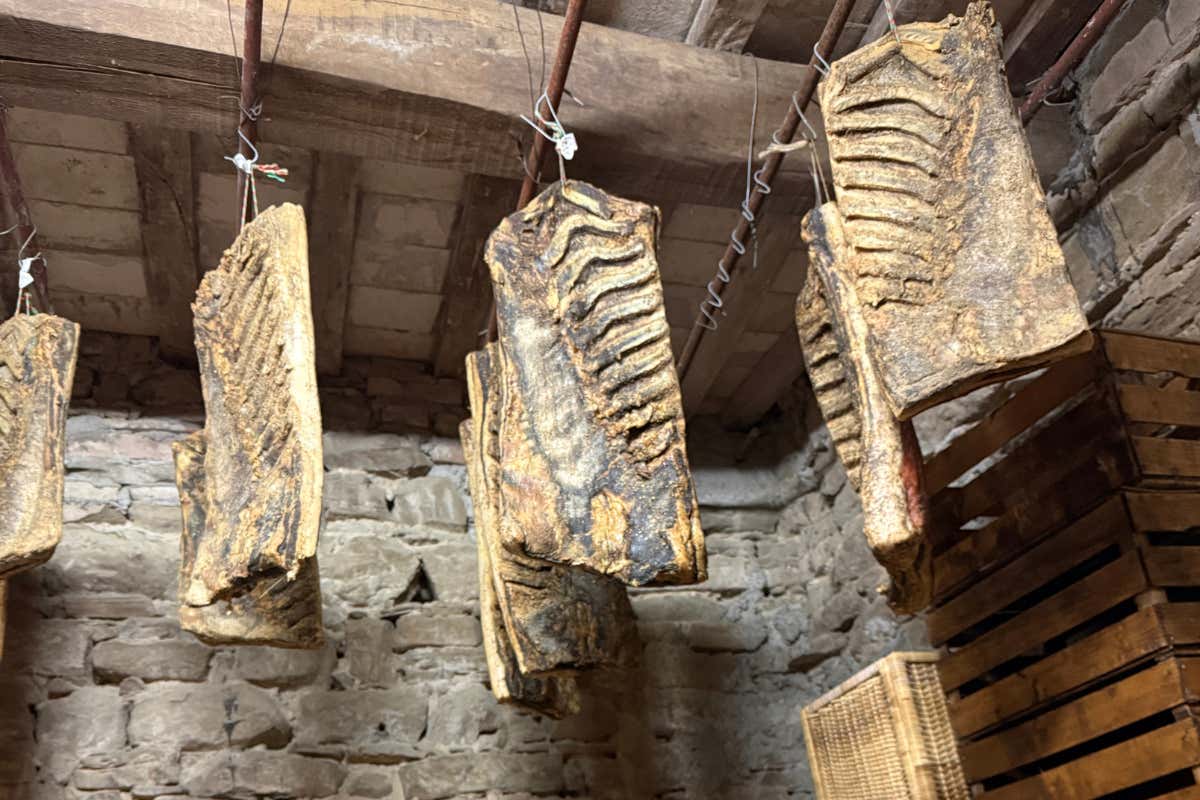 Safari e sapori umbri: un’avventura tra boschi e tavole gourmet Safari e sapori umbri: un’avventura tra boschi e tavole gourmet