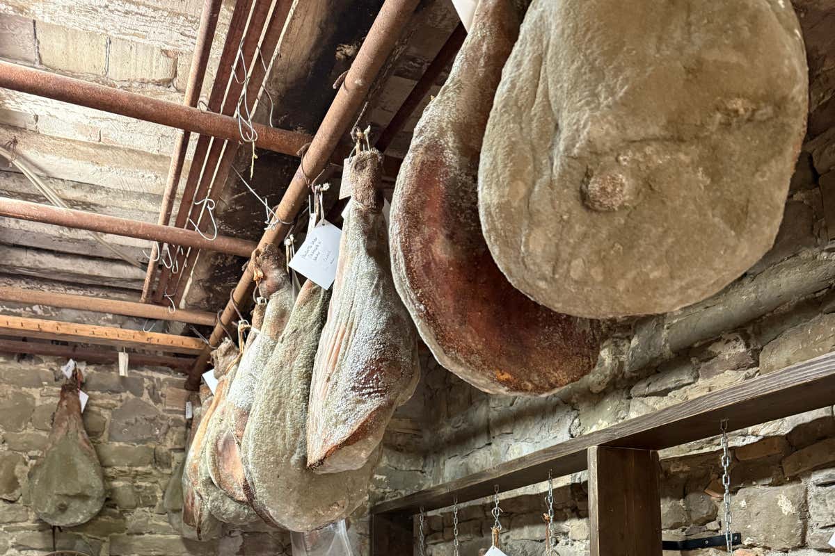 Safari e sapori umbri: un’avventura tra boschi e tavole gourmet Safari e sapori umbri: un’avventura tra boschi e tavole gourmet