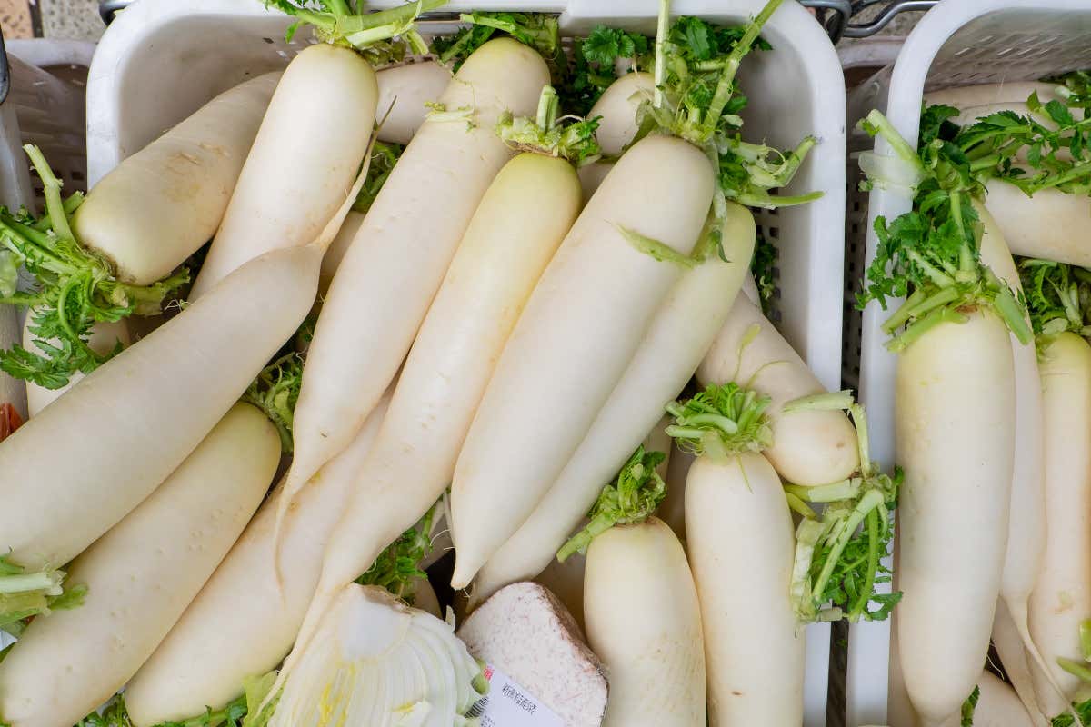 Daikon, il ravanello orientale amico di intestino e metabolismo Daikon, il ravanello orientale amico di intestino e metabolismo