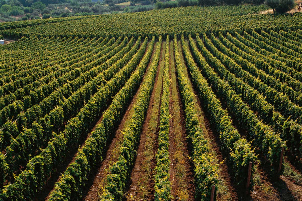 Il ritorno degli “Abruzzi” nel calice: il territorio raccontato attraverso i vini Masciarelli Il ritorno degli “Abruzzi” nel calice: il territorio raccontato attraverso i vini Masciarelli