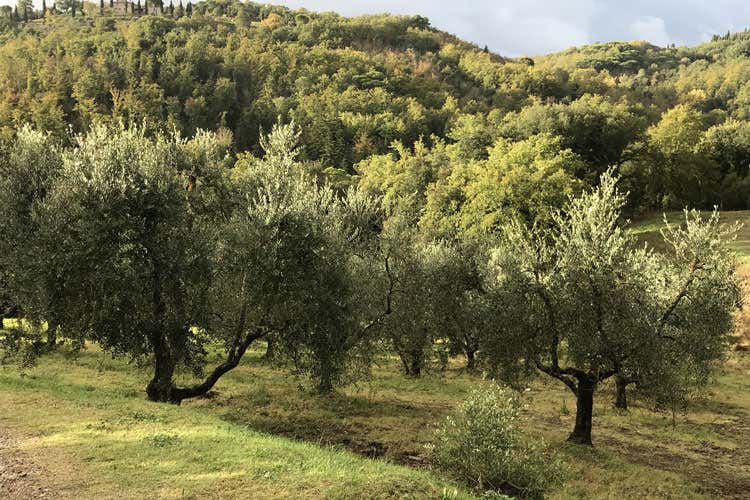 (Dievole, cuore argentino nel Chianti Olio, vino e legame con la terra)