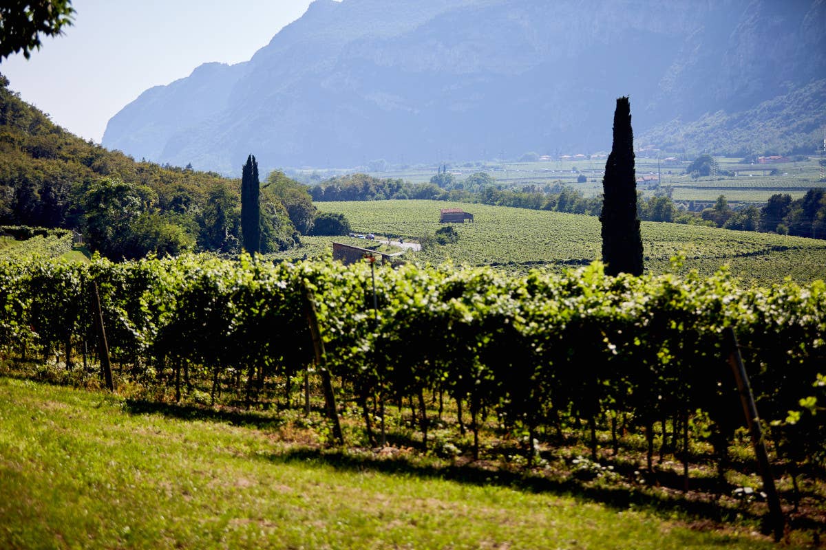 Pinot grigio Doc delle Venezie: le misure per la prossima vendemmia