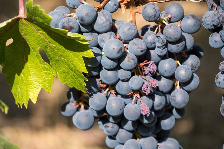 (Dolcetto, l’uva delle terapie curative per vini morbidi, freschi e strutturati)