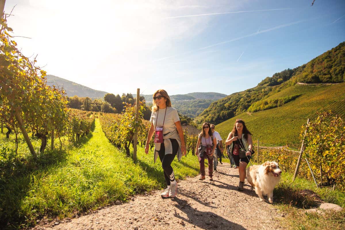 DoloViniMiti e la verticalità del vino: paesaggi, tradizioni e terroir alpini DoloViniMiti e la verticalità del vino: paesaggi, tradizioni e terroir alpini